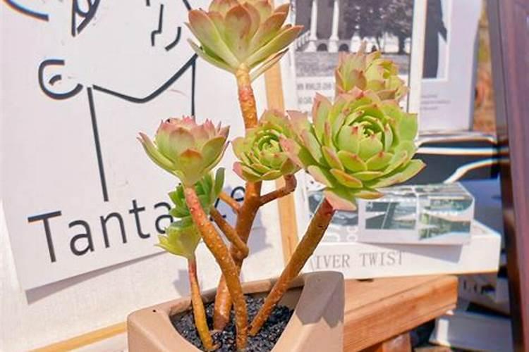 根瘤是什么意思