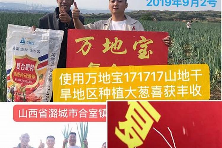 葱上玉米专用肥和小麦专用肥那种好