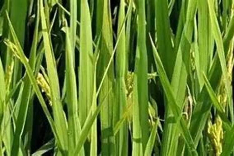 生根粉和芸苔素有什么区别