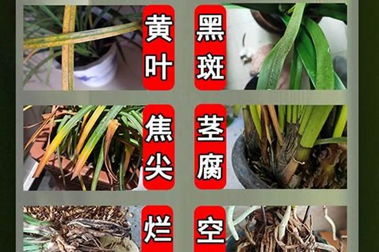 半夏的高产施肥方法是什么