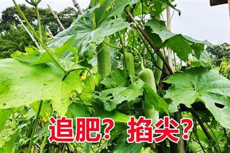 大棚丝瓜后期长势不好怎么办？