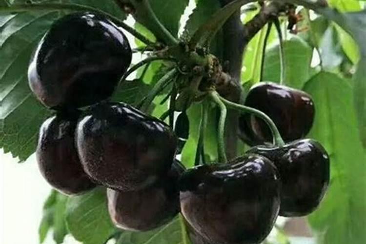 柑橘落果很厉害,需要怎么保果最有效？