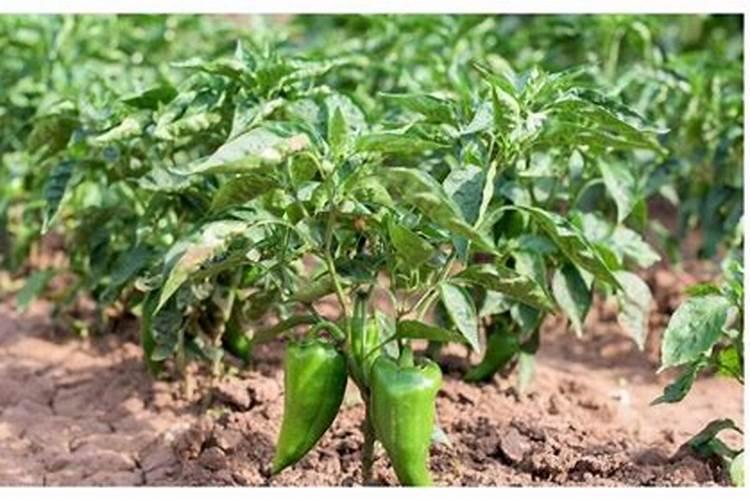 水稻喷施硼肥有什么作用？