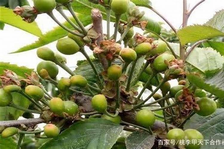 大樱桃保果增产用什么水溶肥？