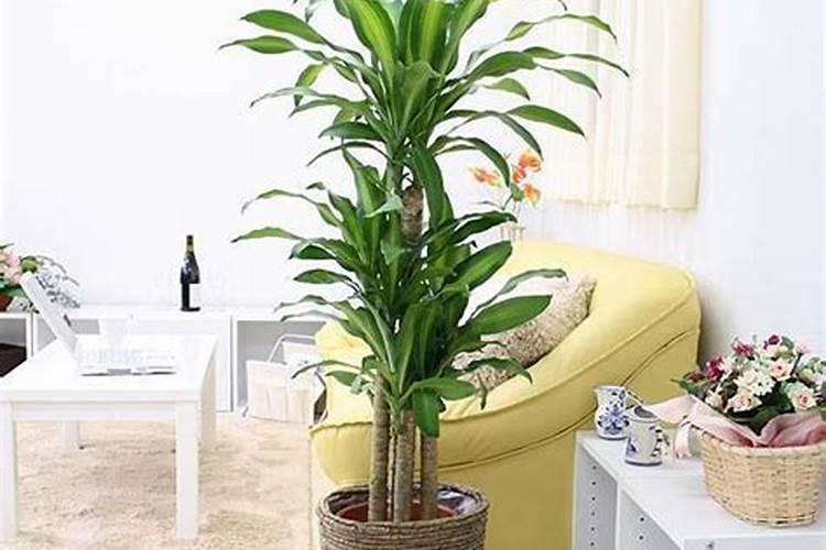 黄瓜应该是什么时候打矮壮素？