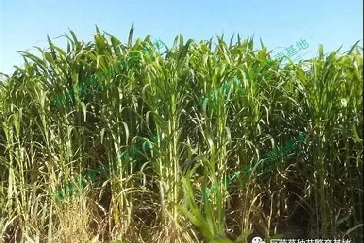 荷兰 畜牧业 生产 概况