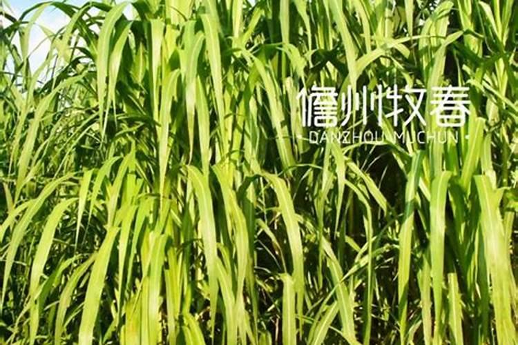 巨菌草栽培方法介绍