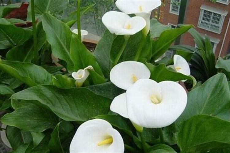 湖北复合肥十大名牌