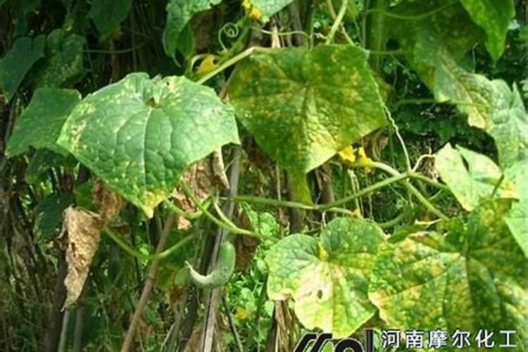 水溶肥200倍会烧根吗