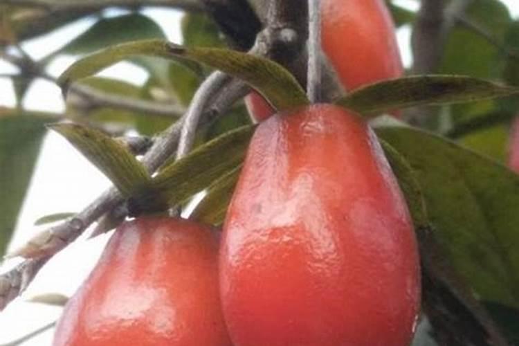 老鸦柿施肥的正确方法