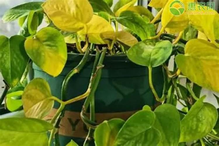 怎样水培巴西木