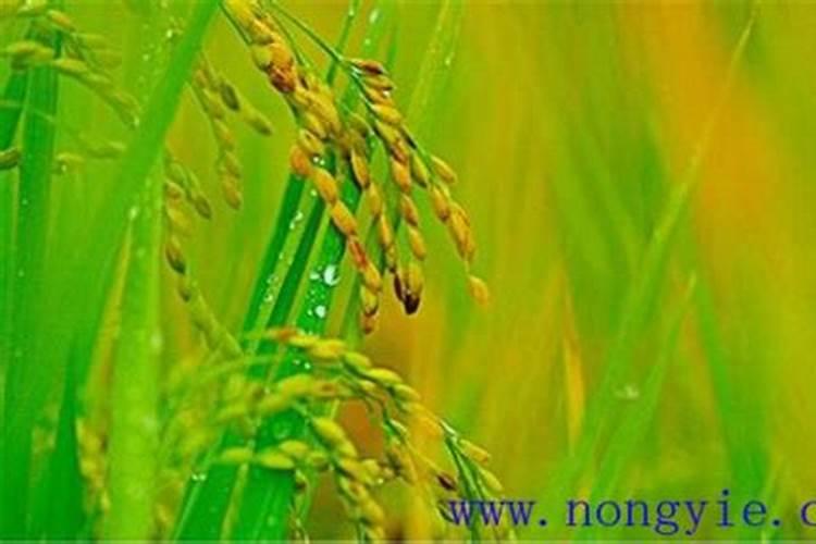 叶面肥料一般在什么时候使用(叶面肥在什么时间喷效果好)