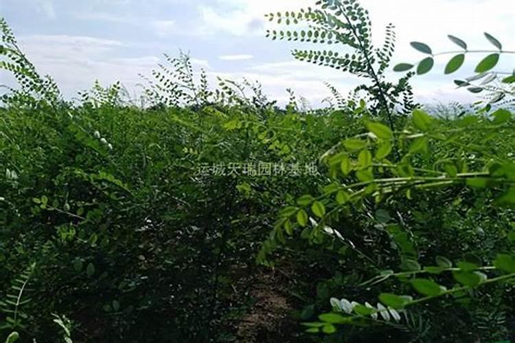 施倍多水溶肥多少钱一公斤？