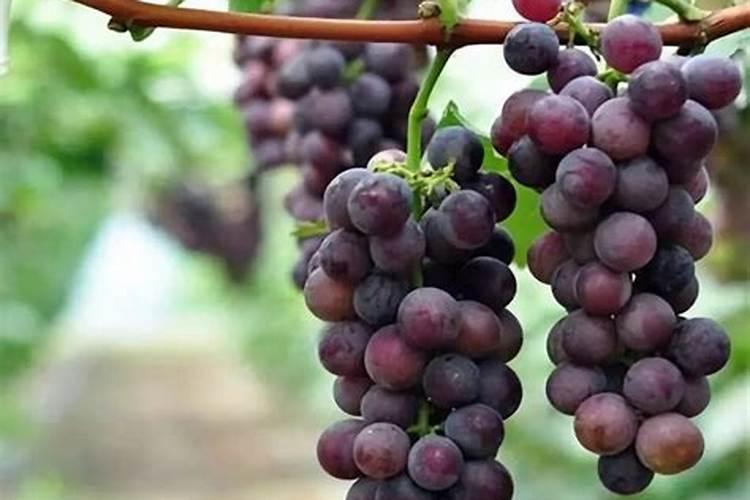 华北制药集团爱诺有限公司电话是多少？