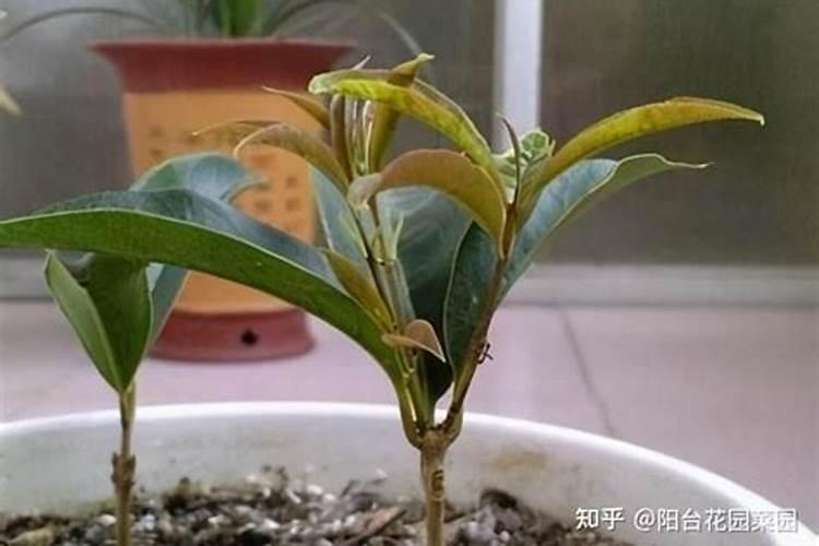 叶面肥可以和打虫药混合用吗