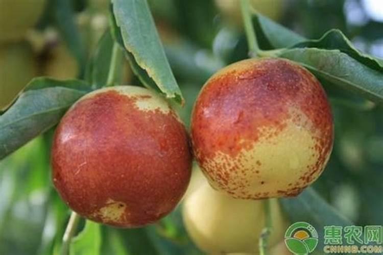 果树钙肥什么时候施用效果好 果树施用钙肥好处