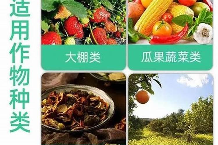 茶叶用什么肥料好