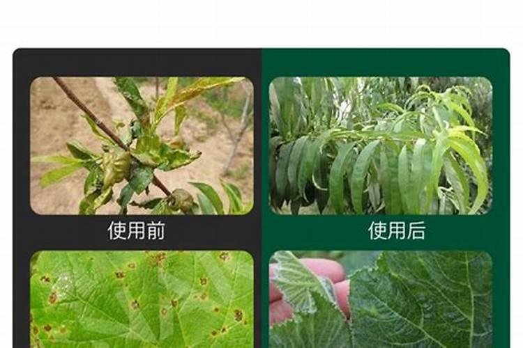 花生受药害打一喷绿叶面肥行不行