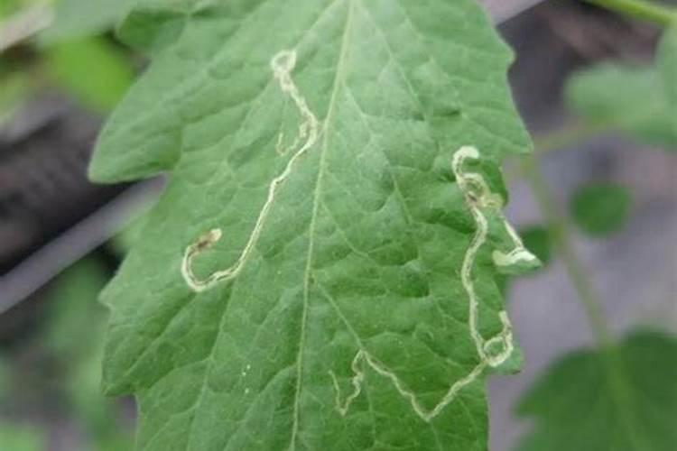 土豆浇什么肥料合适