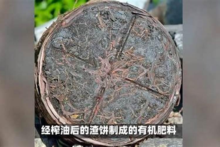 金银花叶子发黄发黑枯萎的原因