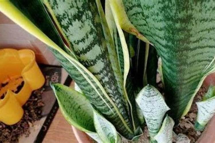 中药材水溶肥什么牌子的好？水溶肥怎么用？水溶肥市场价多少钱一包？