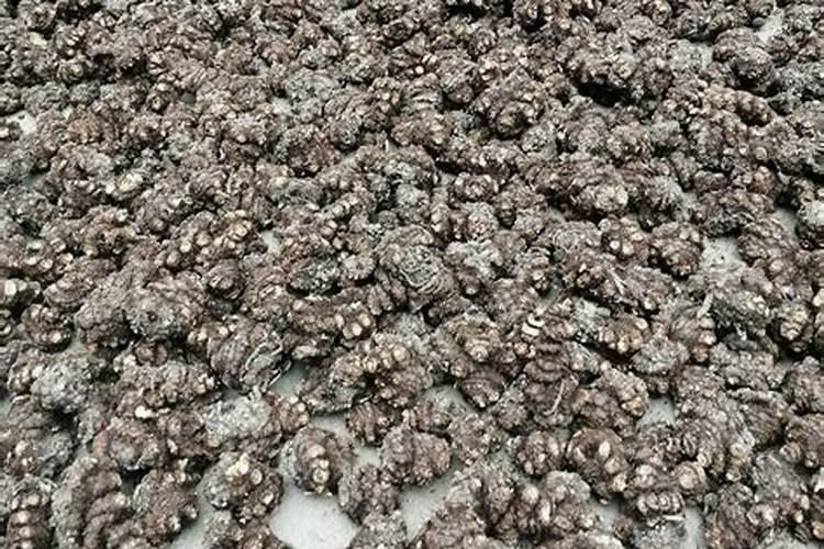 君子兰用什么肥料