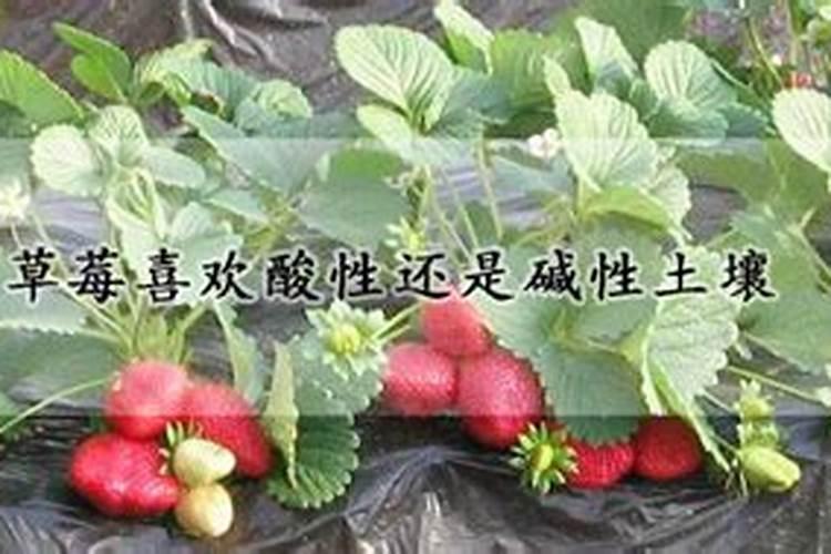 草莓是喜酸性作物还是喜碱性作物呢？
