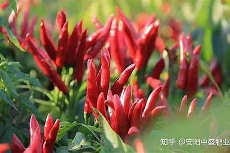 红掌,冬季黄叶焦枯、烂根有救吗？怎样养护,可使根壮叶绿、花鲜艳呢？
