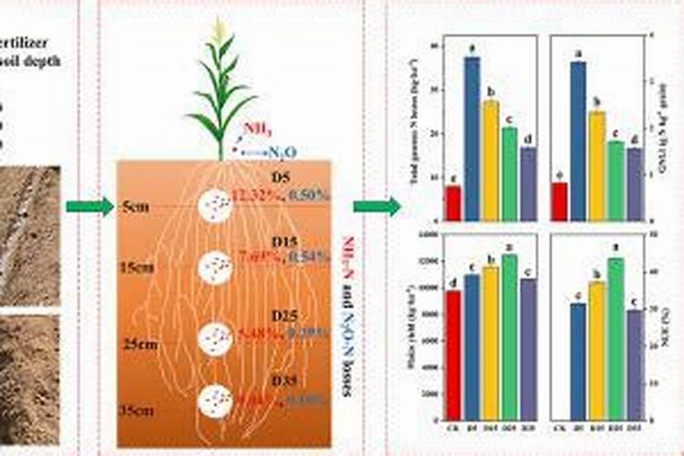 白杨树用什么肥料长的最快？