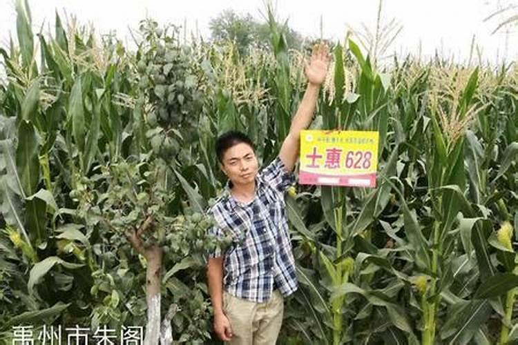 一亩地用多少硼肥 如何正确施硼肥