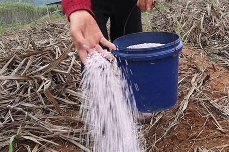 种植花生时,该如何科学地使用草木灰呢？