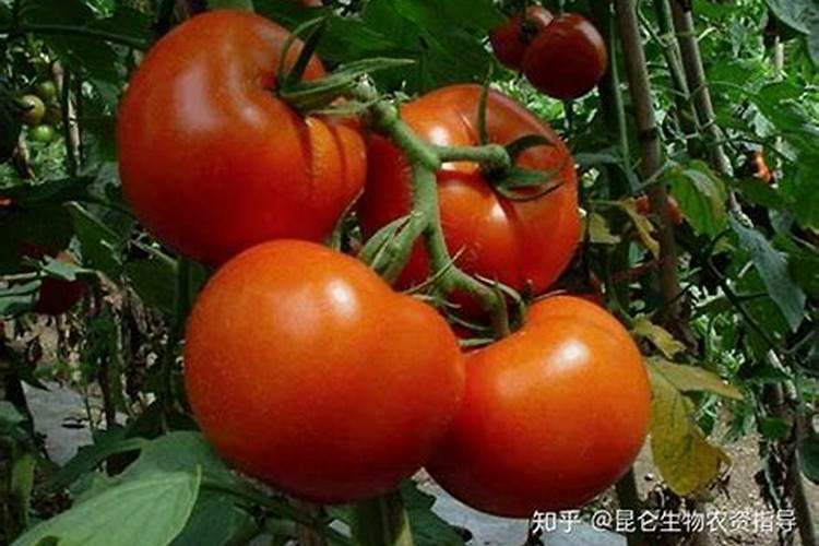 西红柿的种植用什么肥料好