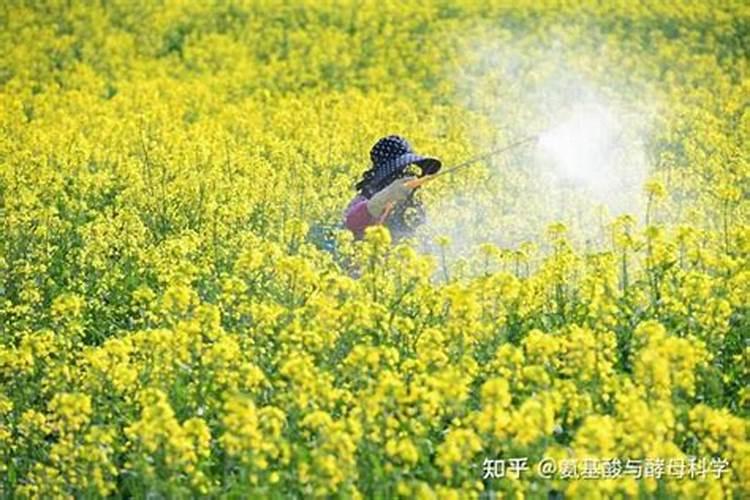 自制水溶肥一览表