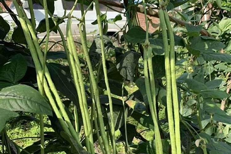 盐碱地种小麦用什么底肥好