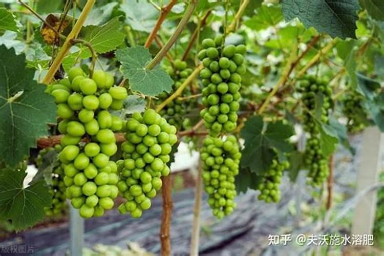 葡萄采收完以后浇水追施什么肥料