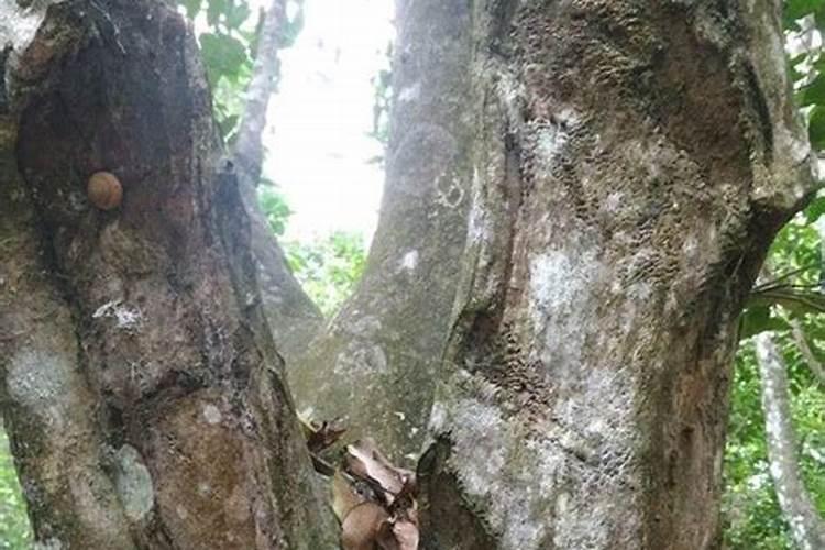 小白菜栽培方法是什么