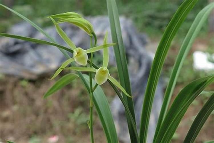鹌鹑蛋的壳可以吃吗