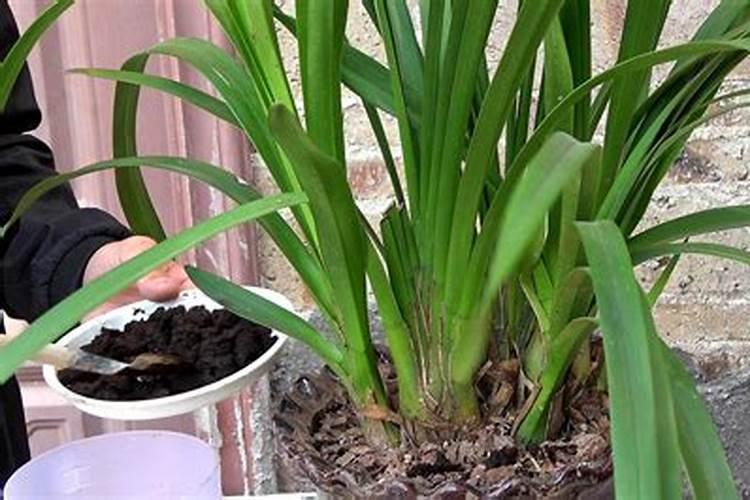 防落素用在樱桃什么时候喷怎么喷