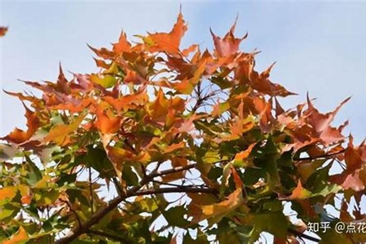 辣椒让霜打了怎么办