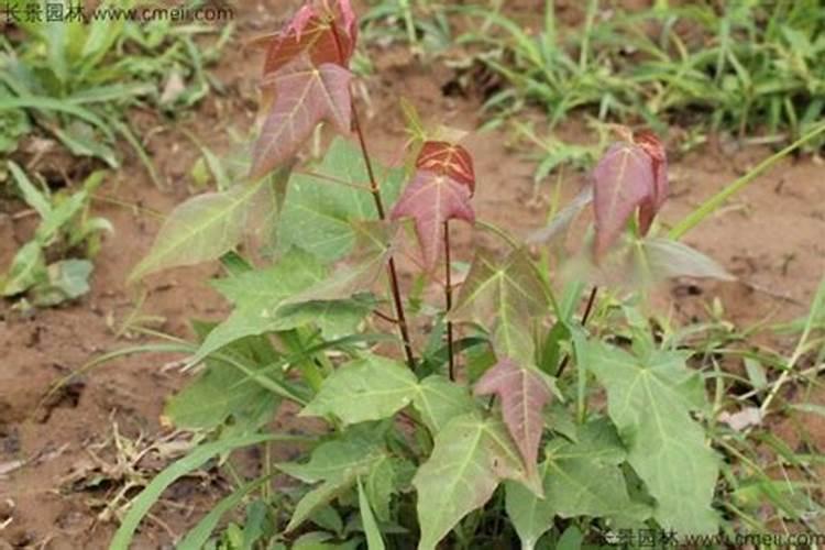 氯化铵都有什么用途