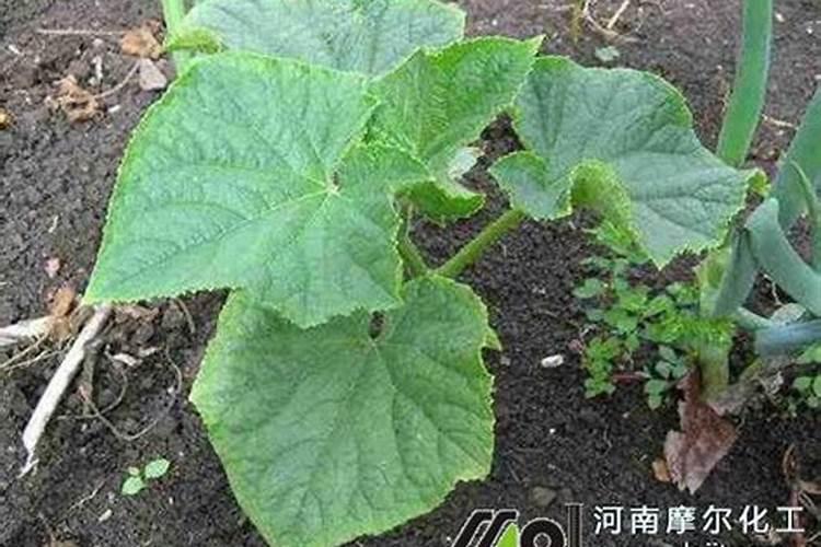黄瓜用什么肥料长势好？黄瓜专用叶面肥什么时候用好？