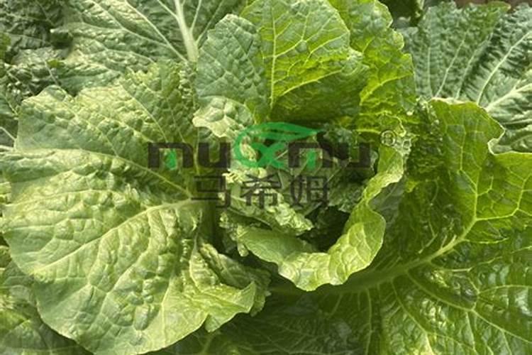 大白菜用啥配比水溶肥效果好
