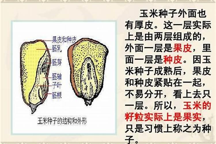 种蔬菜用什么肥料最好