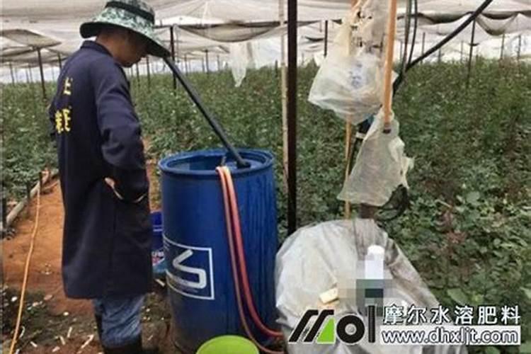 水稻变黄叶用什么农药呢？