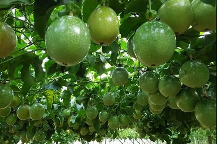 葡萄树施什么肥料最好