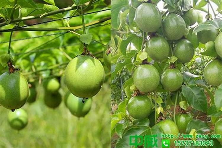 百香果浇什么肥料