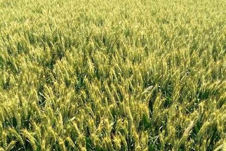 用什么样东西让土壤不长植物