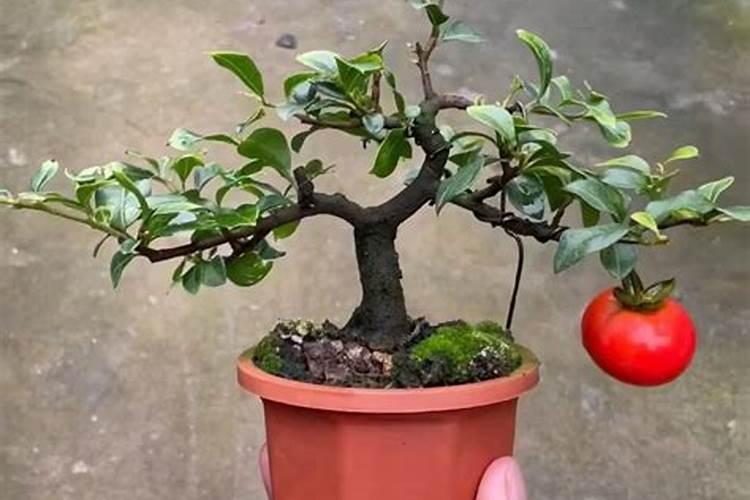 牡丹花施什么肥好