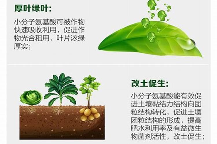 苍术打叶面肥几天能打除草剂