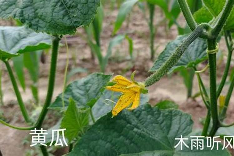 果树开花时需要施什么肥料